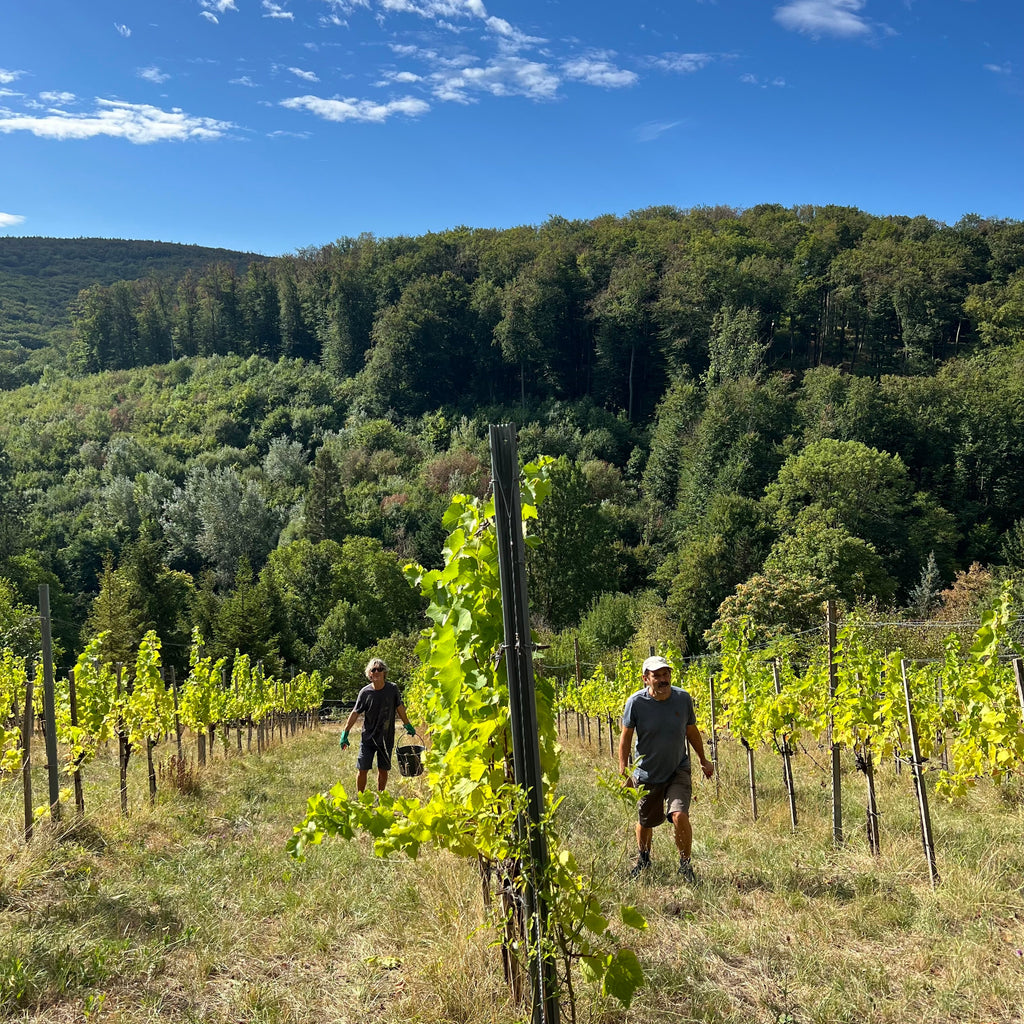 Tasting 10th September