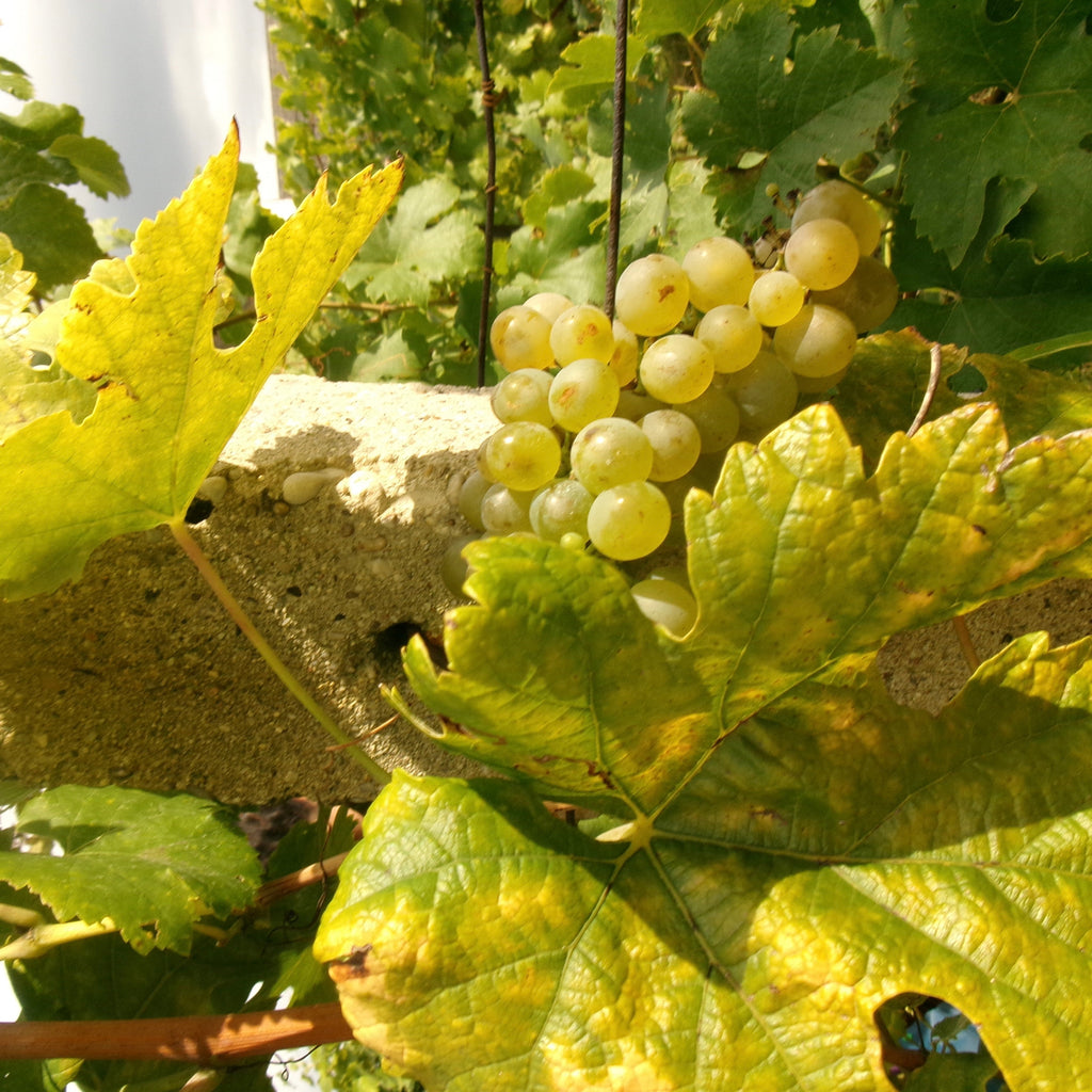 Tasting 16th July